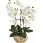 Weiße Runde Künstliche Orchideen im Topf 