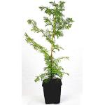 Seedeo® Urwelt-Mammutbaum (Metasequoia glyptostroboides) Pflanze 3 Jahre
