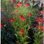 Roter Echinacea 