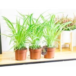 Spinnenpflanze Chlorophytum Comosum Immergrün Indoor Bodenpflanze in 12cm Anbauerntopf