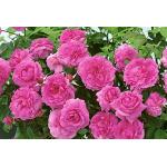 Rosa Englische Rosen 