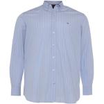 Blaue Gestreifte Oversize Langärmelige Tommy Hilfiger Big & Tall Button Down Kragen Herrenlangarmhemden aus Baumwolle Größe 7 XL 
