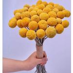 Gelbe Trockenblumen zum Valentinstag 