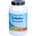 Tribulus Terrestris 