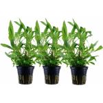 Hellgrüne Wasserpflanzen 3-teilig 