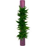 Violette Flowerbox Rosenboxen & Blumengestecke 