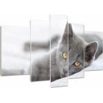 Graue Glasbilder mit Tiermotiv aus Glas Querformat 100x170 5-teilig 