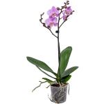 Urban Green | Schmetterlingsorchidee Phalaenopsis 40 cm grün 9x9x40 cm | NADUVI