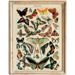 Bunte Vintage Digitaldrucke mit Insekten-Motiv 16x20 