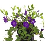 Violettes FloraSelf Vinca minor frostfest 