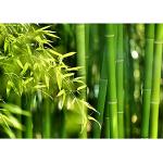 Grüne Asiatische Liwwing Vlies-Fototapeten 