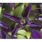 Lila Clematis frostfest 