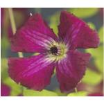 Rote Clematis 