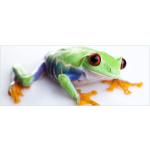 Grüne Moderne Wallario Acrylbilder mit Tiermotiv aus Acrylglas 50x125 