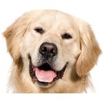 Goldene Bilder-Welten Wandtattoos Hunde mit Tiermotiv 
