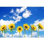 Sonnenblumen-Fototapeten mit Blumenmotiv 
