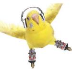 Wandtattoos Vögel mit Papageienmotiv aus Vinyl 