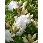 Weißer Rhododendron luteum 
