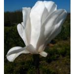 weiß blühende Sternmagnolie Magnolia stellata Royal Star 60-80 cm hoch im 5 Liter Pflanzcontainer