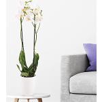 Weiße 12 cm Orchideentöpfe 12 cm 