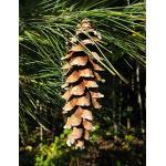 Weymouth-Kiefer Pinus strobus Pflanze 15-20cm Weymouthskiefer Strobe Kiefer