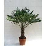 Winterharte Hanfpalme - Trachycarpus fortunei - 150-170cm Stamm 40-50cm Topf Ø 36 cm [6596]