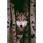 Wölfe - Gray Wolf - Plakat Poster Druck - Größe 61x91,5 cm