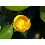 Gelbe Schwimmblattpflanzen 