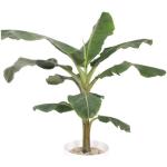 Zierbanane im Übertopf Artevasi San Remo mit Rollen Kunststoff weiß Ø 42 cm Gesamthöhe inkl. Pflanze ca. 170 cm