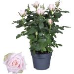 Hellrosa FloraSelf Rosenpflanzen 