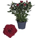 Rosa FloraSelf Rosenpflanzen 