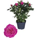 Dunkelrosa FloraSelf Rosenpflanzen 