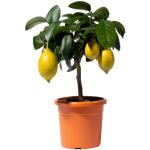 Zitronengelbe Mediterrane Zitronenbäume 