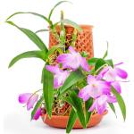 Reduzierte Braune Orchideentöpfe aus Terrakotta mit Wasserspeicher 