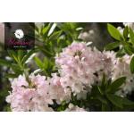Pinke Zwergrhododendren 5-teilig 